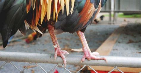 roosters have talons